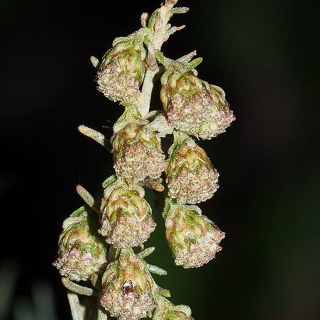 California sagebrush