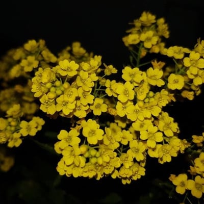 Aurinia saxatilis — flower