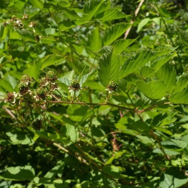 Rubus sulcatus — flower
