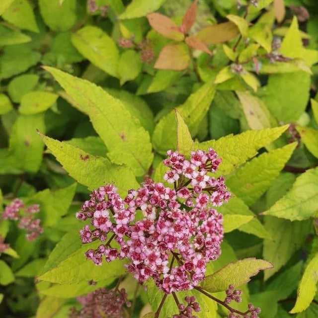 Spiraea japonica — flower