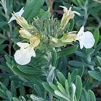 Teucrium montanum — flower