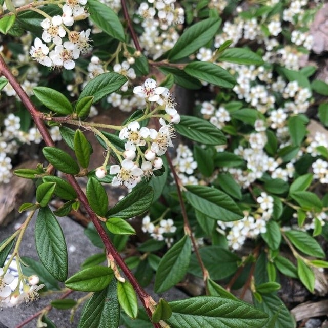 Cotoneaster salicifolius — flower