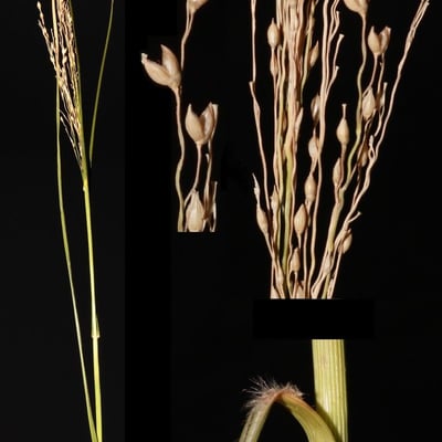 Panicum repens — flower