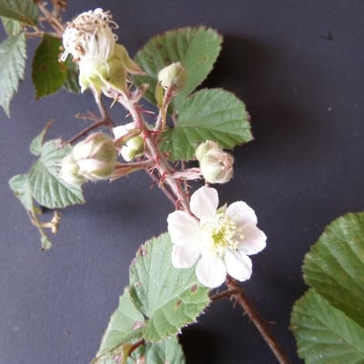 Rubus vestitus — flower