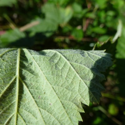 Rubus scabrosus — leaf