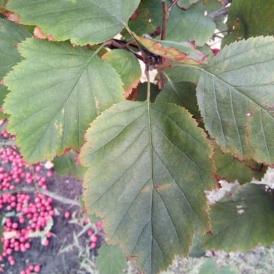 Crataegus succulenta — leaf