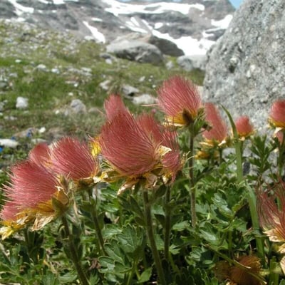 Geum reptans — flower