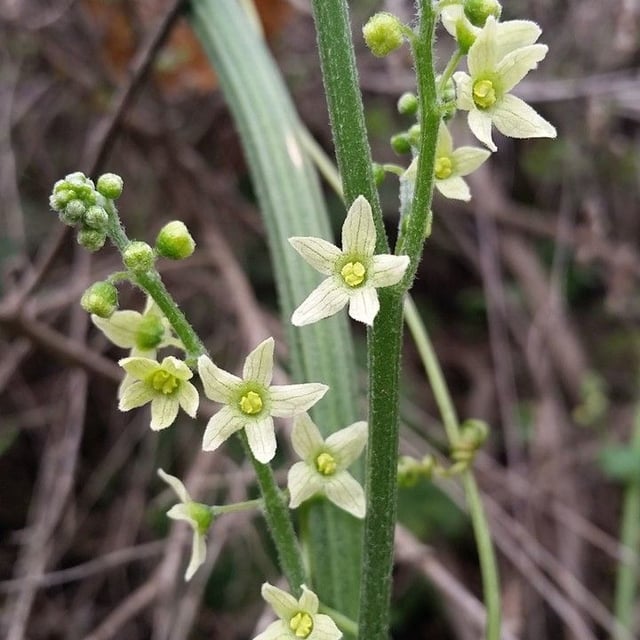 Marah fabacea — flower