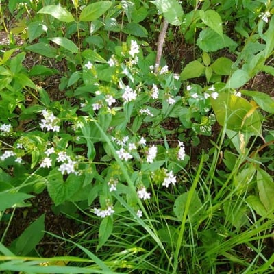 Houstonia purpurea — flower