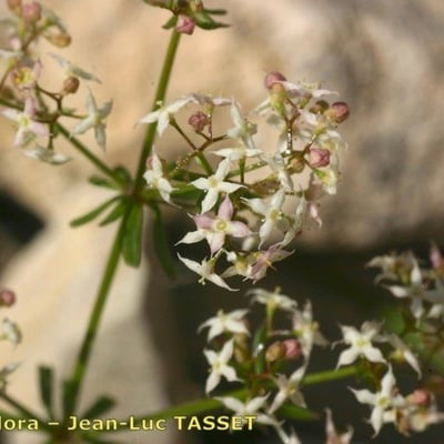 Galium obliquum — flower