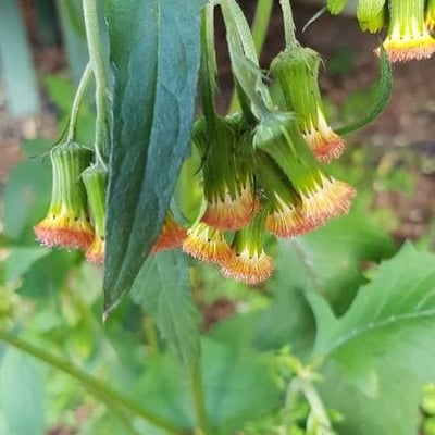 Crassocephalum crepidioides — flower