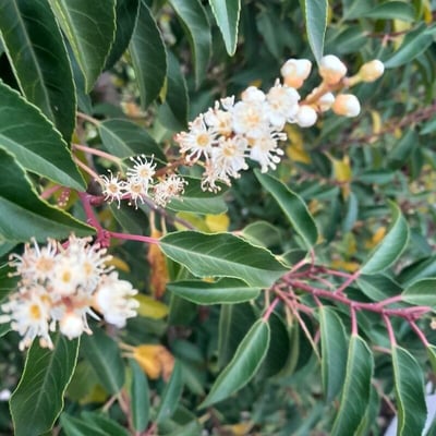 Prunus lusitanica — flower