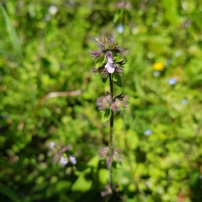 Stachys arvensis — flower