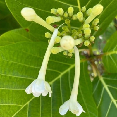 Guettarda speciosa — flower