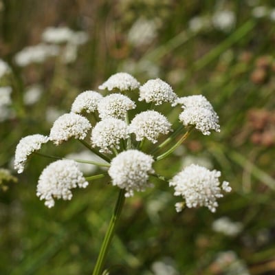 Oenanthe lachenalii — flower