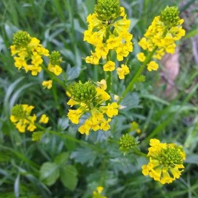 Barbarea vulgaris — flower
