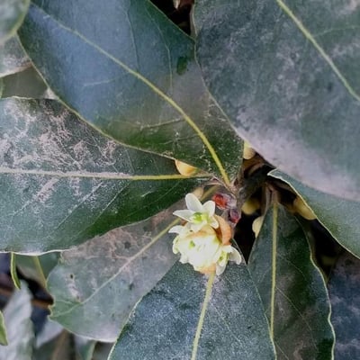 Laurus nobilis — flower