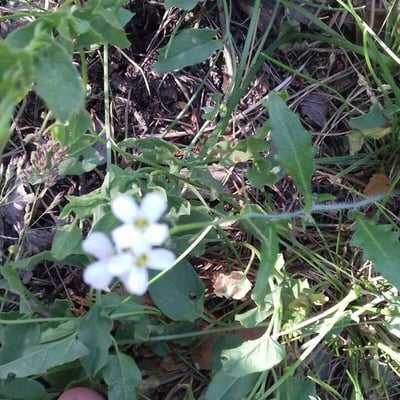Arabidopsis halleri — flower