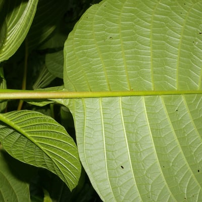 Cinchona pubescens — leaf