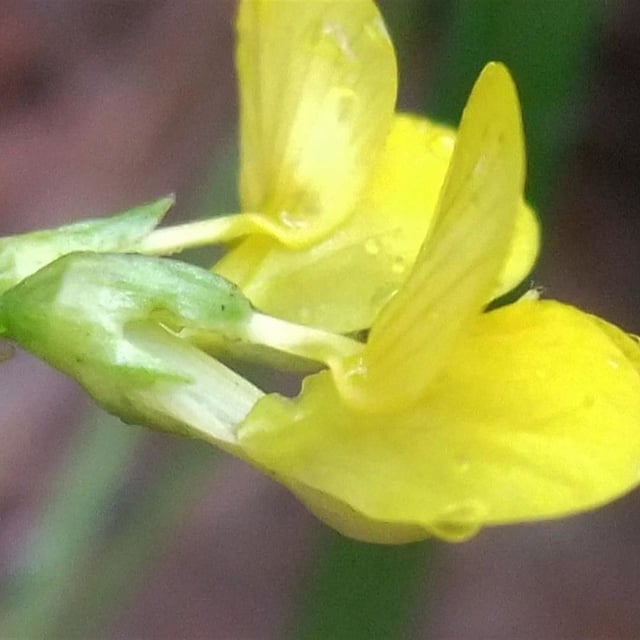 Coronilla vaginalis — flower