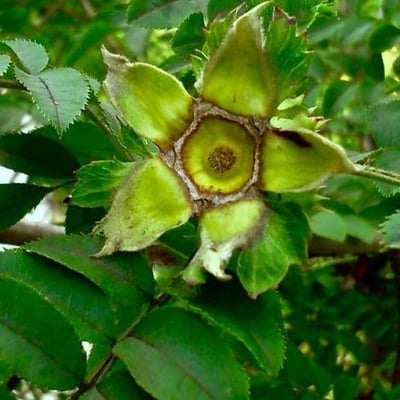 Rosa villosa — flower