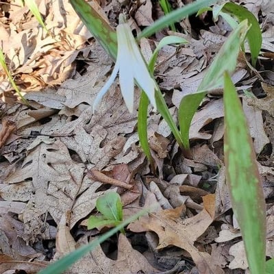 Erythronium albidum — flower