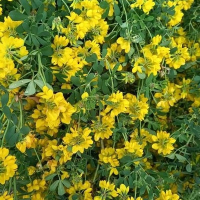 Coronilla coronata — flower