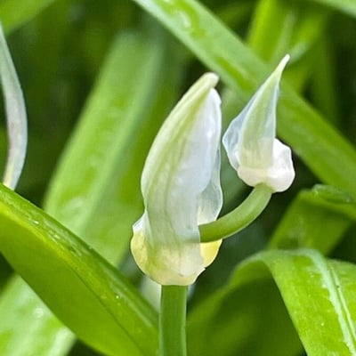 Allium paradoxum — flower
