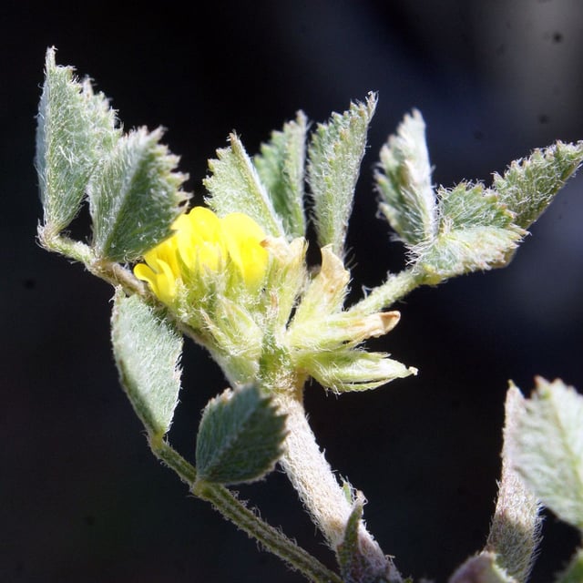Medicago monspeliaca — flower