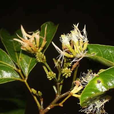Inga punctata — flower