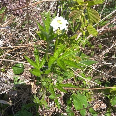 Cardamine leucantha — habit