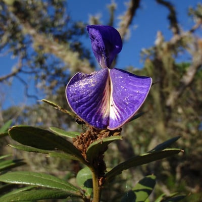 Periandra mediterranea — flower