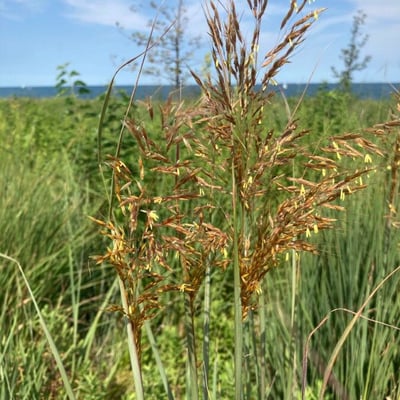 Sorghastrum nutans — flower