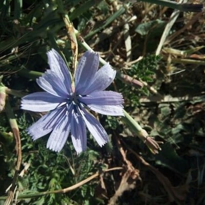 Cichorium intybus — flower