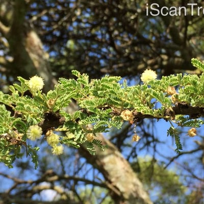 Vachellia tortilis — flower
