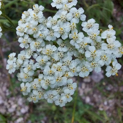 Achillea odorata — flower