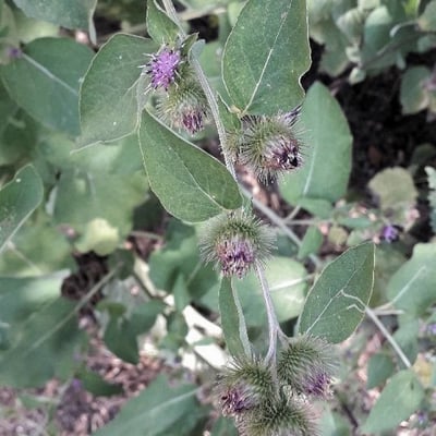 Arctium minus — flower