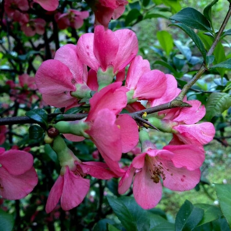 Chinese-quince