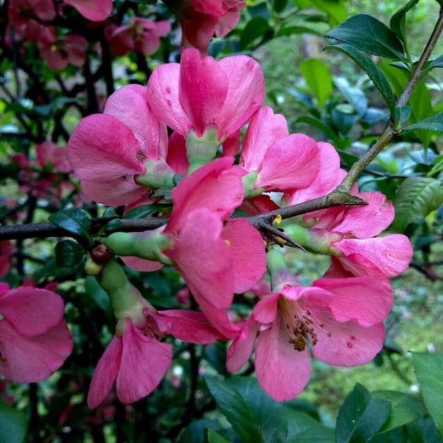 Chinese-quince