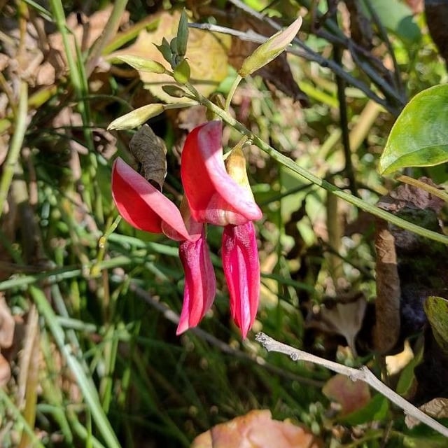 Kennedia rubicunda — flower