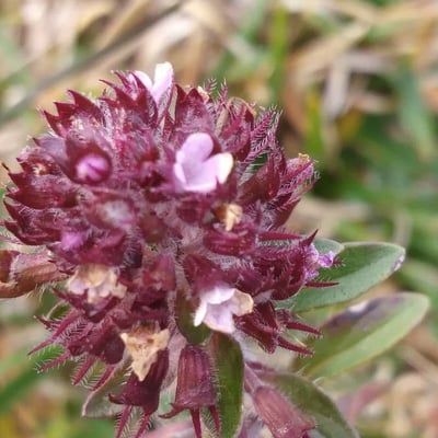 Thymus pulegioides — flower