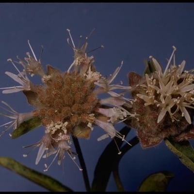 Monardella odoratissima — flower