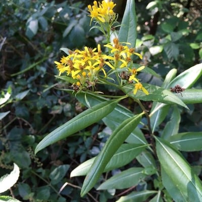 Senecio triangularis — flower