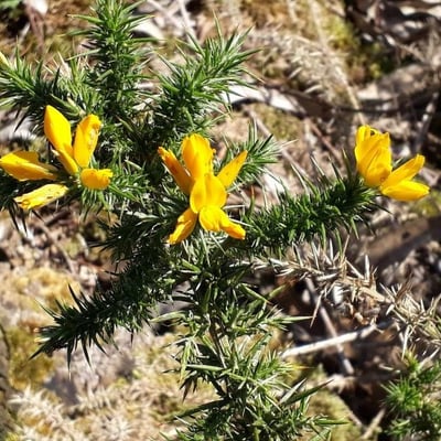 Ulex minor — flower