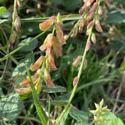 Rhynchosia minima — flower