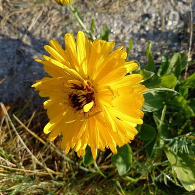 Reichardia tingitana — flower