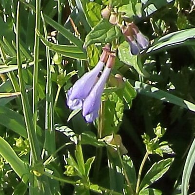 Scutellaria hastifolia — flower