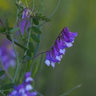 Vicia cassubica — flower