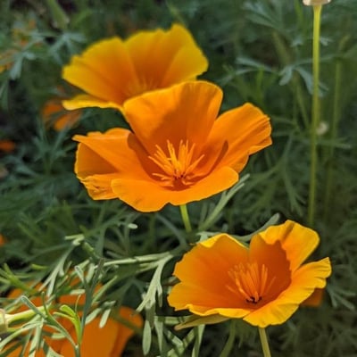 Eschscholzia californica — flower