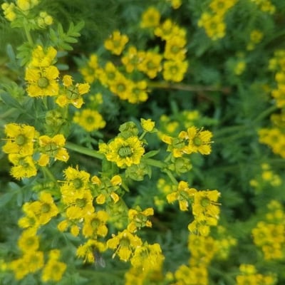 Ruta chalepensis — flower